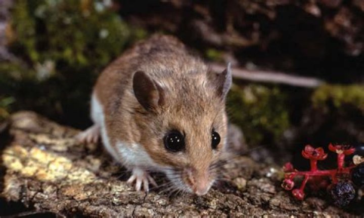 Are white-footed mouse carnivores?
