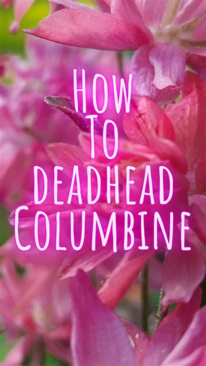 Are you supposed to deadhead columbines?