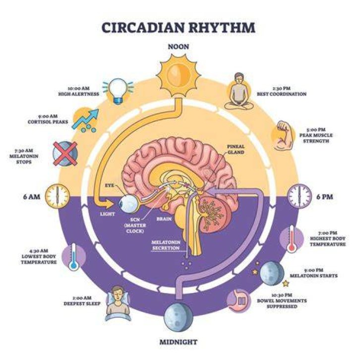 At are circadian rhythms?