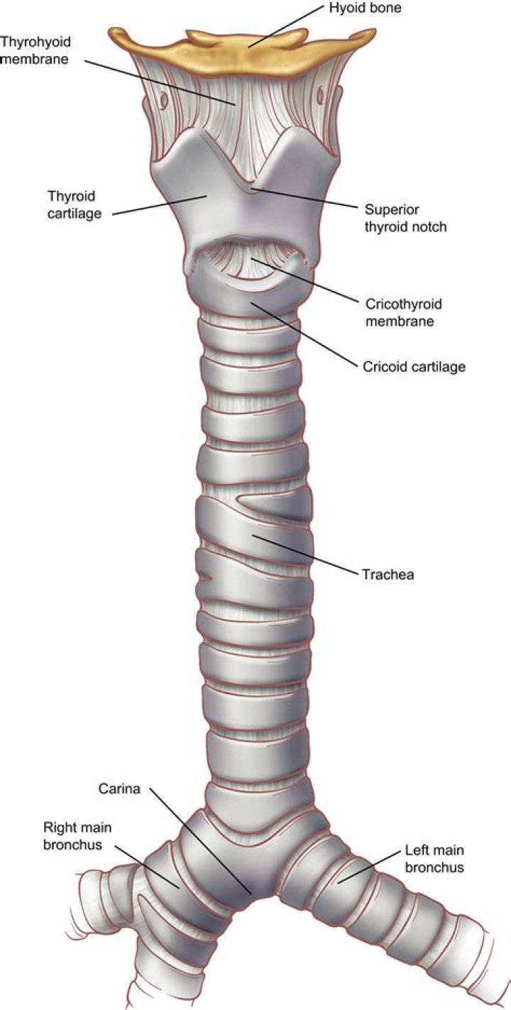At the inferior end of the trachea is an internal ridge?