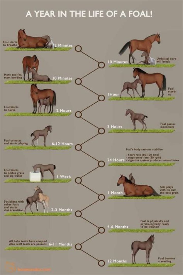 At what age are foals weaned?