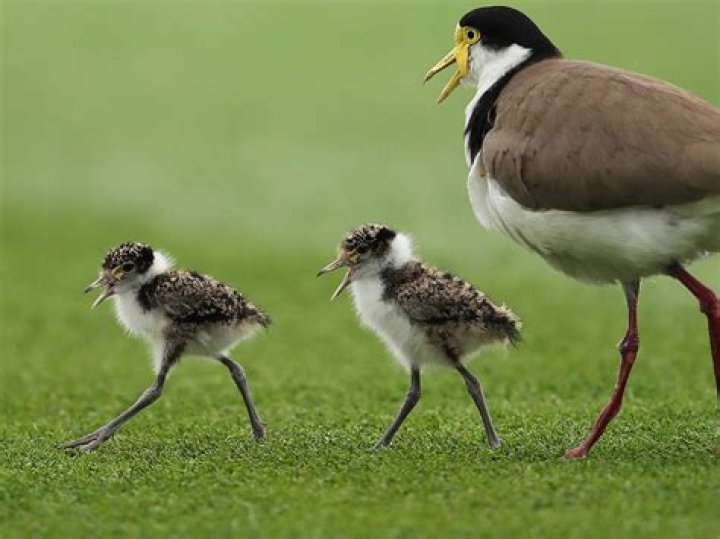 At what age do plovers fly?