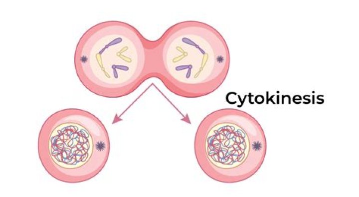 At what point does the cell undergo cytokinesis?