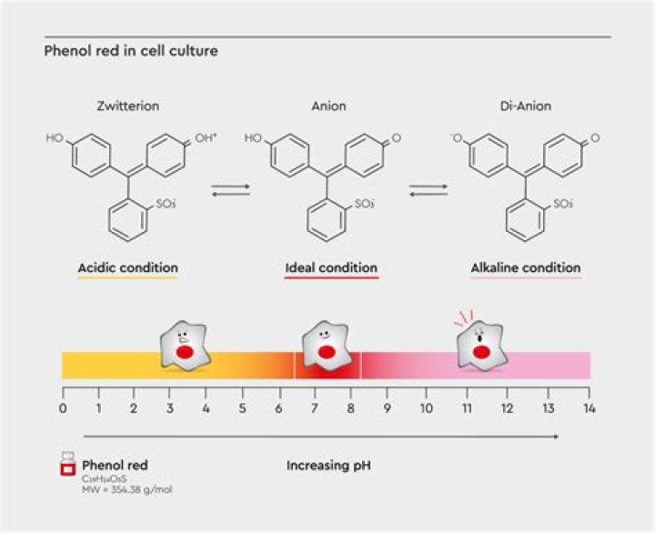 At which concentration phenol acts as preservative?