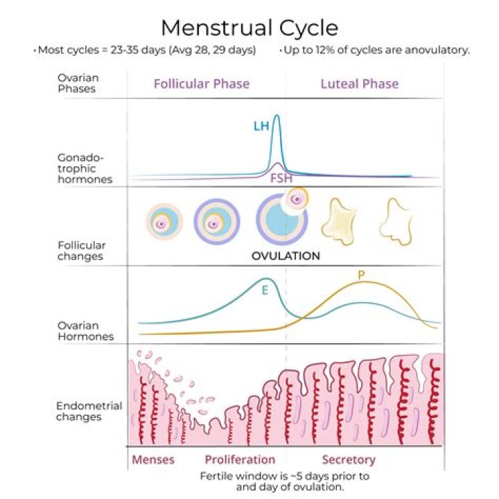 At which follicular phase does ovulation occur?