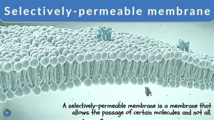 By a differentially permeable membrane?