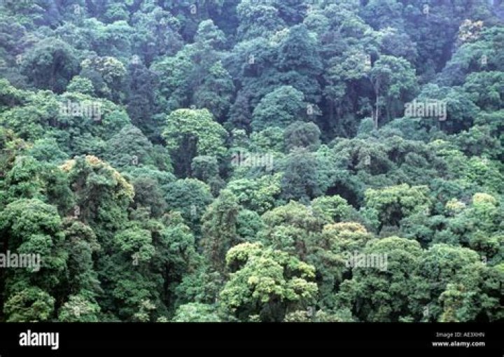 By what name are the offshoots of the eastern himalayas known?