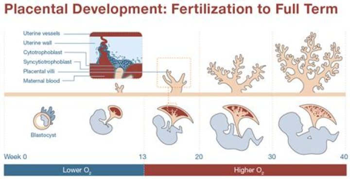 By when is the placenta fully formed?