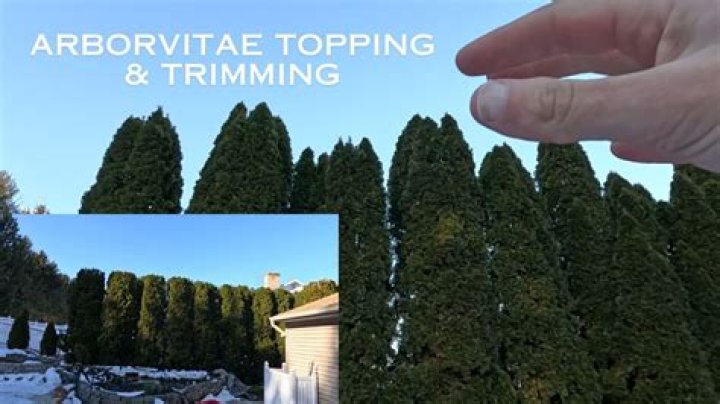 Can arborvitae be topped?