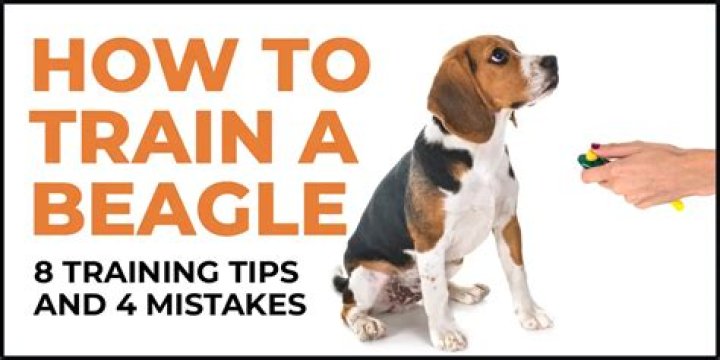 Can beagles be well trained?