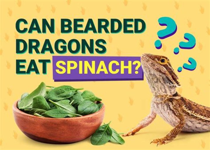 Can bearded dragons eat spinach?