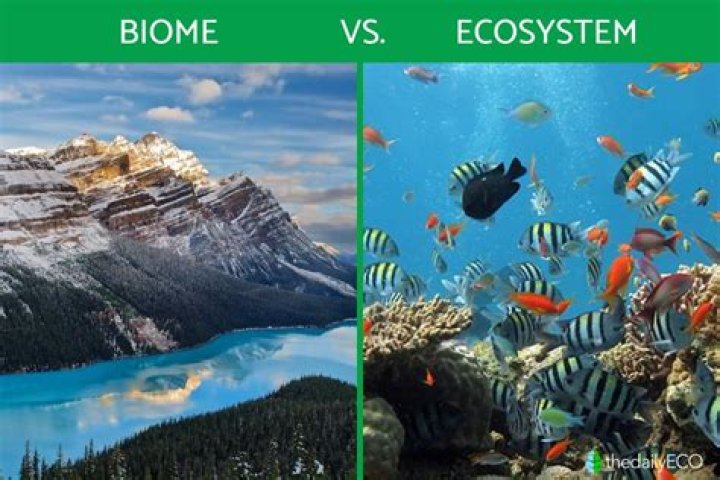 Can biomes contain different ecosystems?