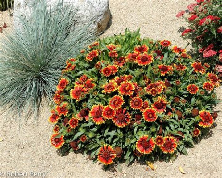 Can blanket flowers be transplanted?
