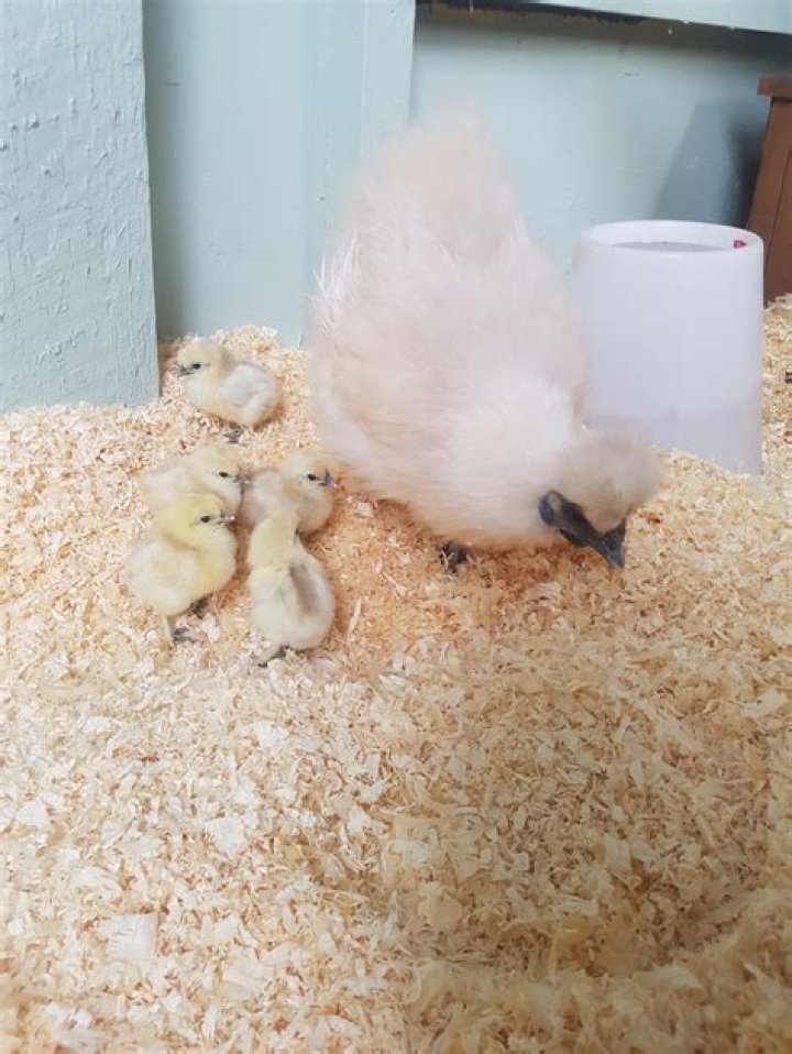 Can chickens die from broodiness?