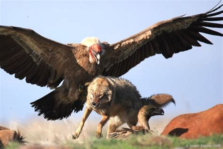 Can condors fly at night?