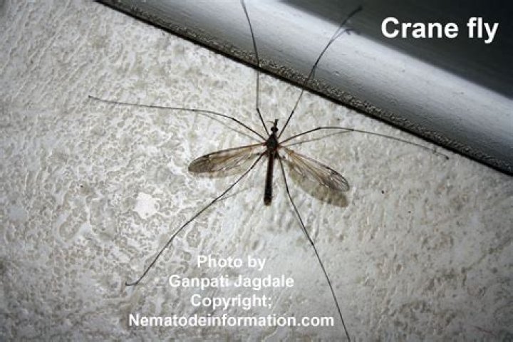 Can crane flies hurt you?