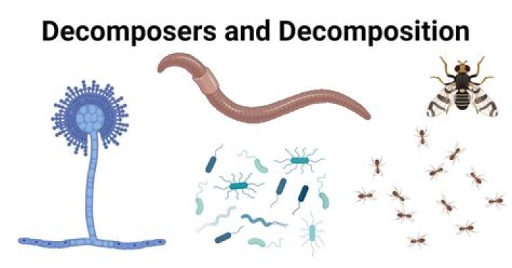 Can decomposers be eaten?