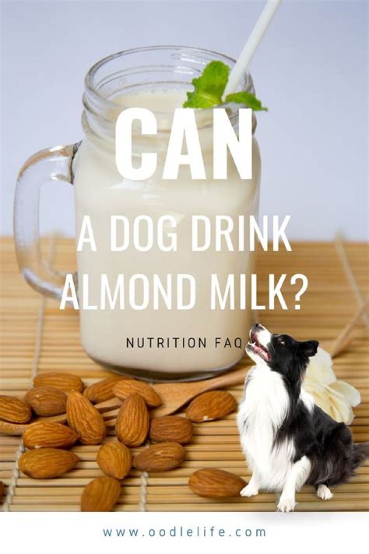 Can dogs drink almond milk?