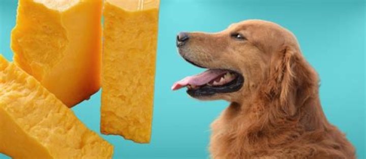 Can dogs eat cheddar cheese?