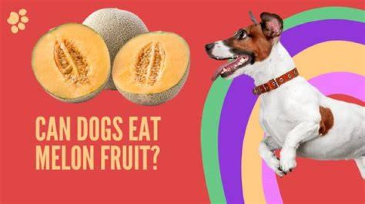 Can dogs eat melon?