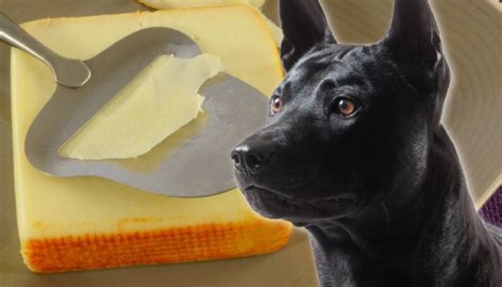Can dogs eat muenster cheese?