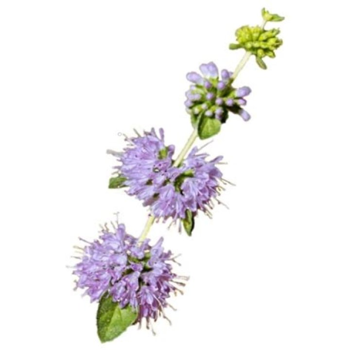 Can dogs eat pennyroyal?