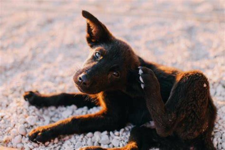 Can dogs get fowl pox?