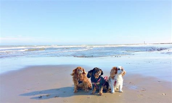 Can dogs go on cromer beach?