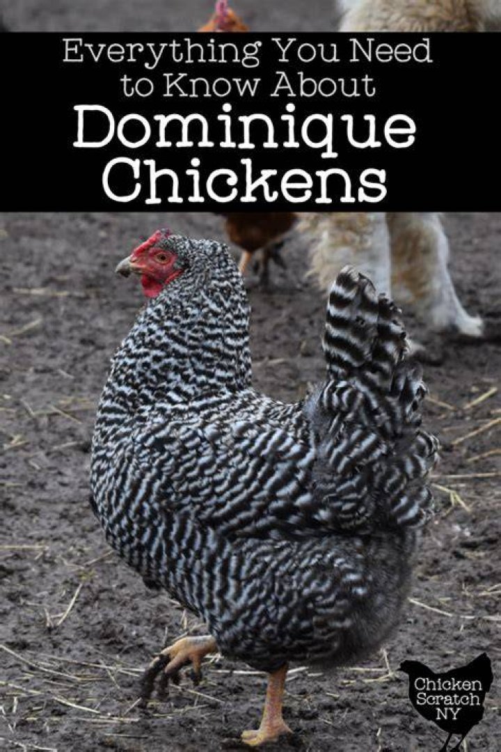 Can dominique chickens fly?