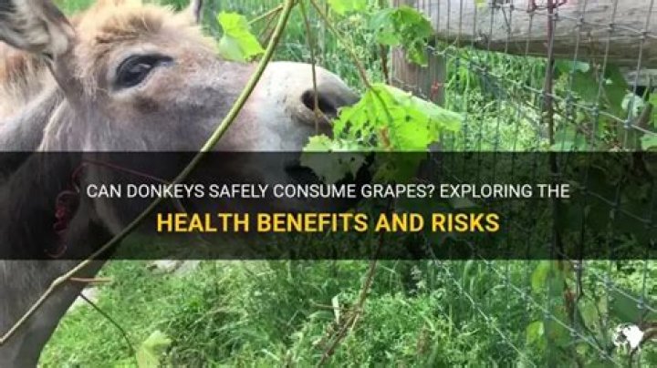 Can donkeys eat grapes?