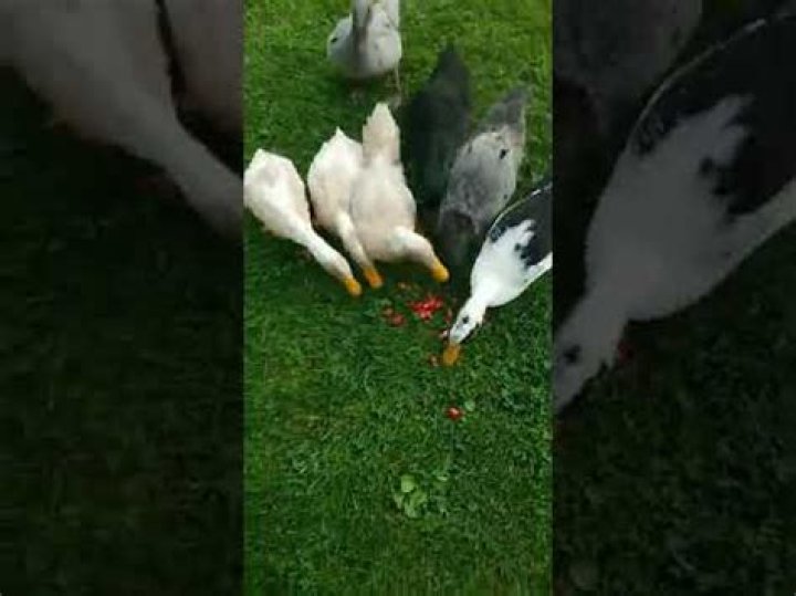 Can ducklings eat strawberries?