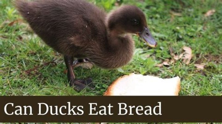 Can ducks eat crackers?