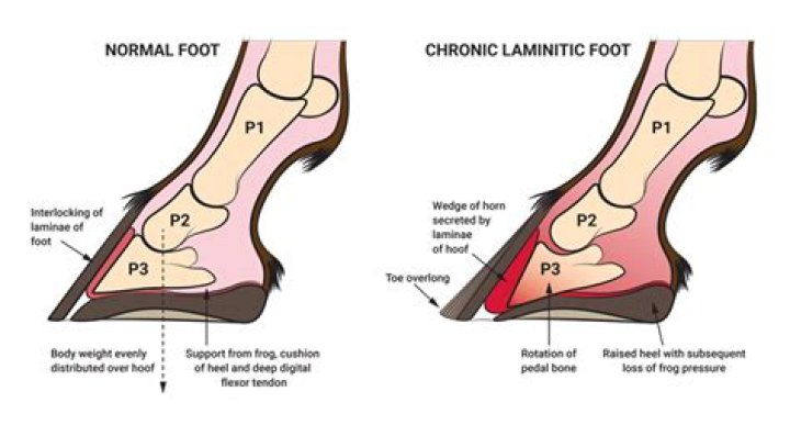 Can foals get laminitis?