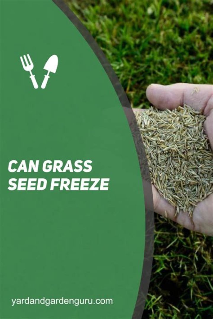 Can grass seed freeze?