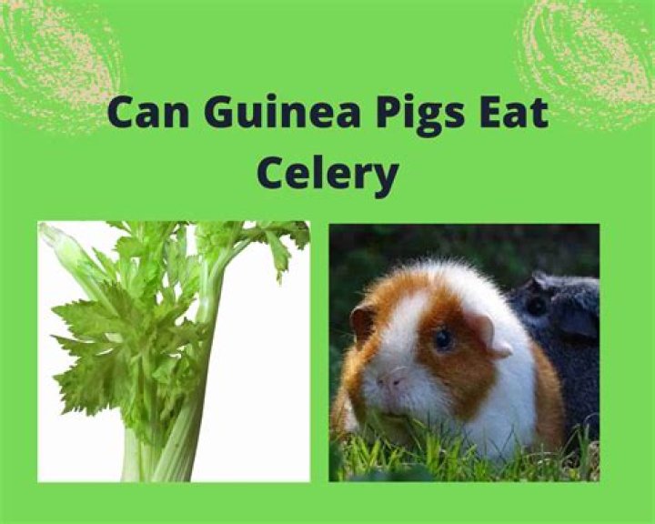 Can guinea pigs eat celery?