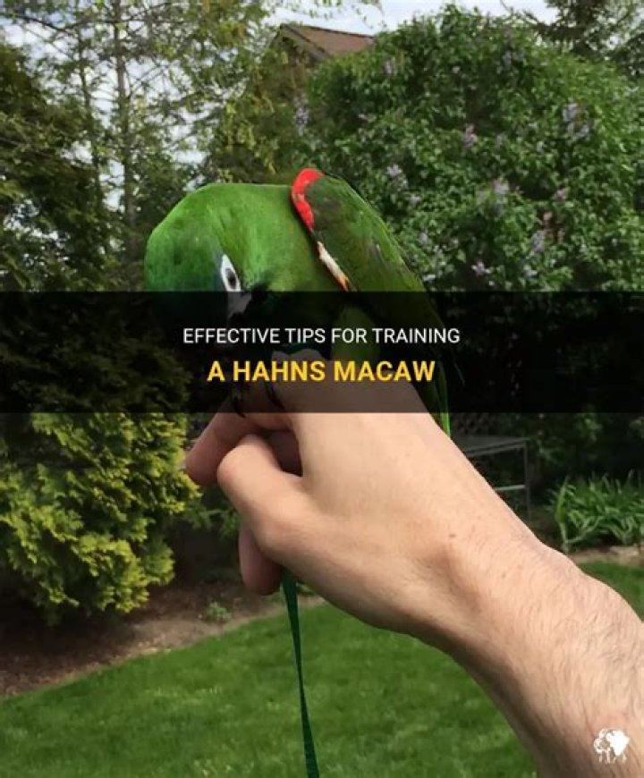 Can hahns macaw talk?