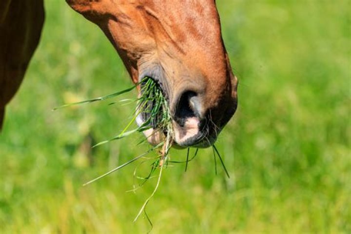 Can horses eat freshly cut grass?