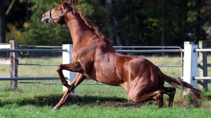 Can horses with wobblers be ridden?