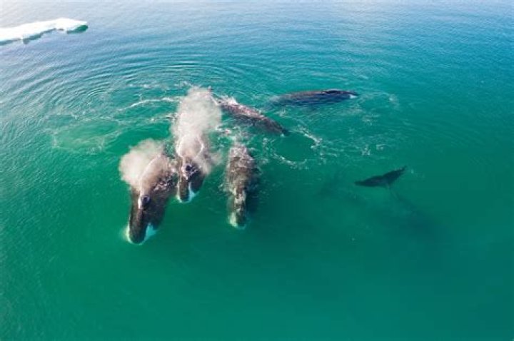 Can humpback whales live in freshwater?