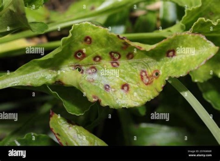 Can i eat swiss chard with cercospora?