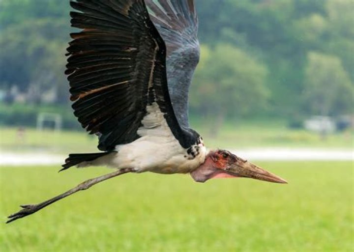 Can marabou storks fly?