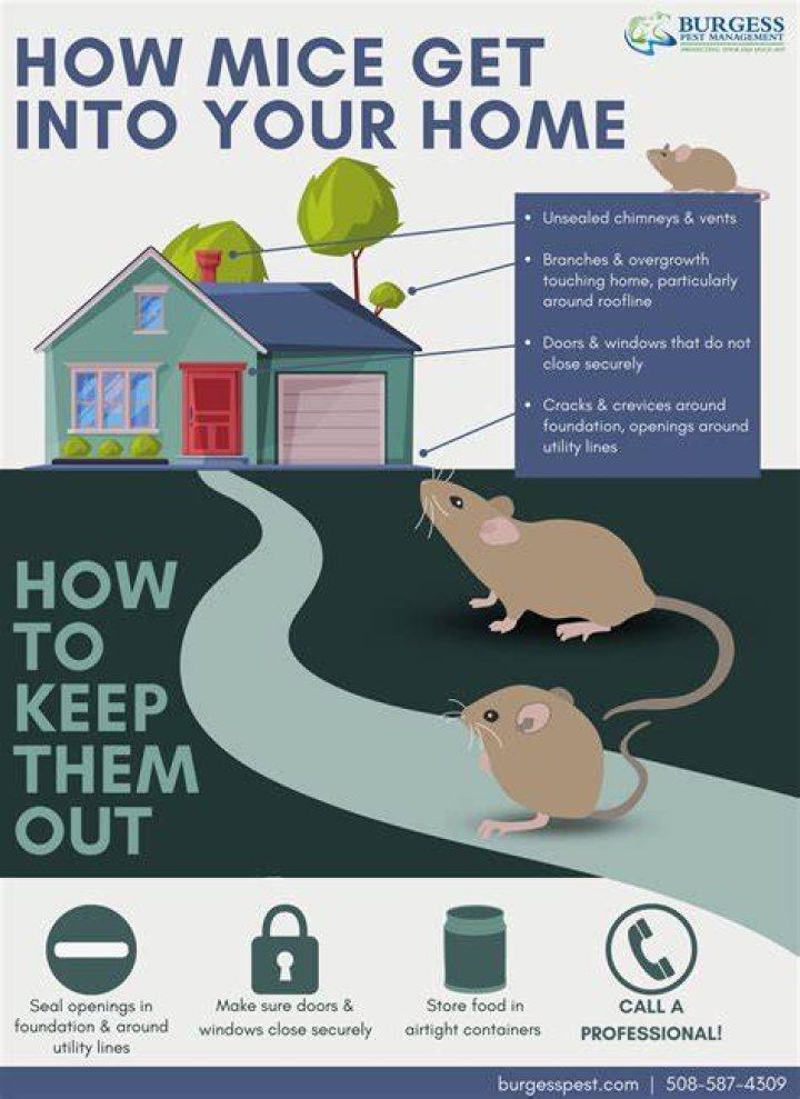 Can mice get into your bed?