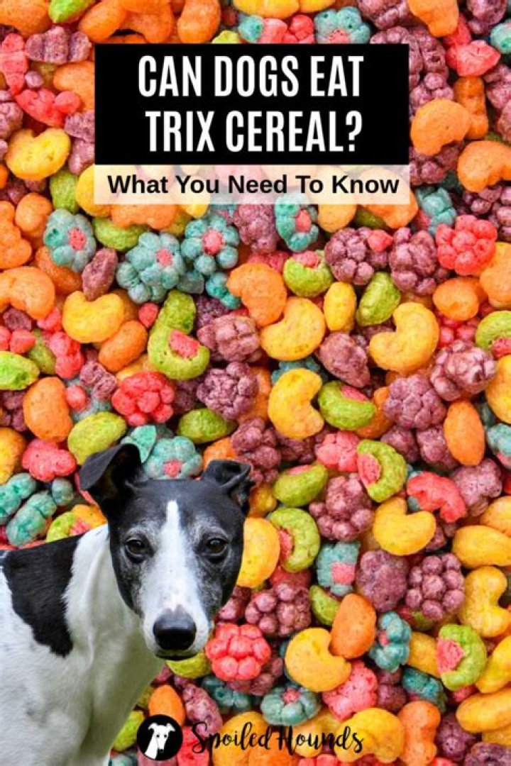 Can my dog eat trix cereal?