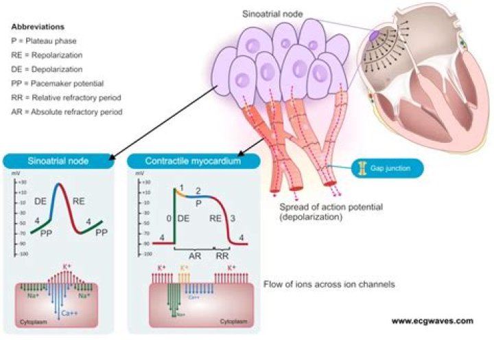 Can myocardial cells spontaneously depolarize?