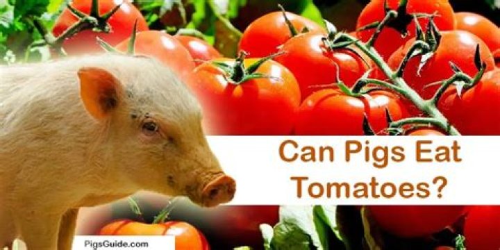 Can pigs eat tomatoes?
