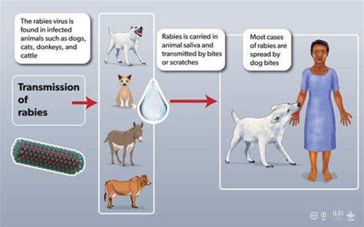 Can rabies be transmitted without breaking the skin?