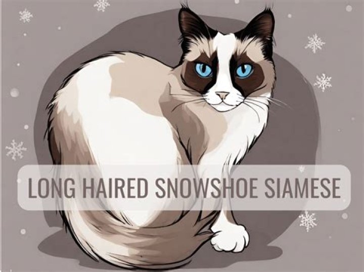 Can snowshoe cats have long hair?
