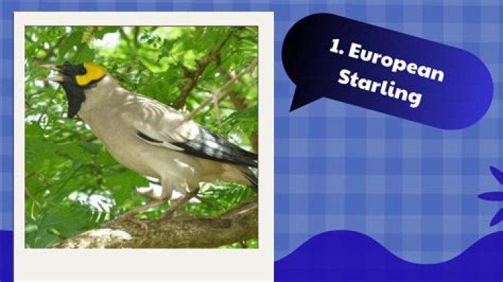 Can starlings be kept as pets?