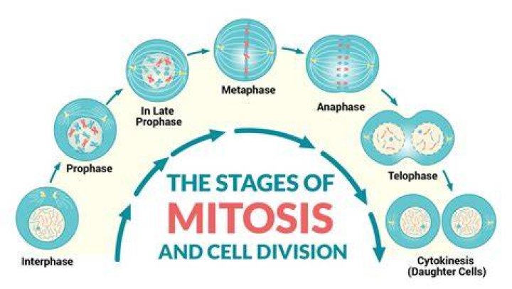 Can tetraploid cells undergo mitosis?
