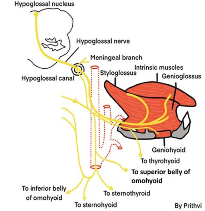 Can the hypoglossal nerve be repaired?